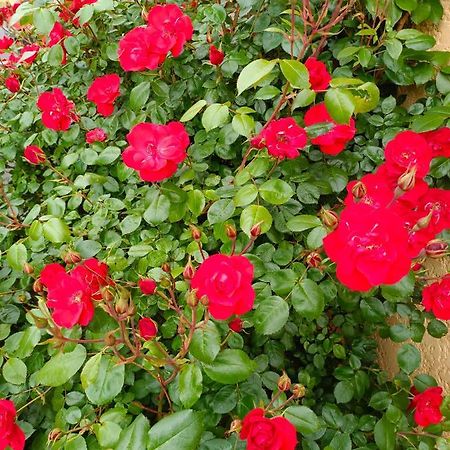 La Maison Des Roses Chadrac Kültér fotó